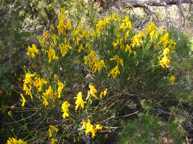 Esp&egrave;cies 1.JPG