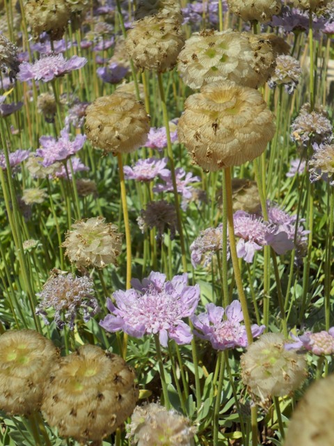 Esp&egrave;cies 4.JPG