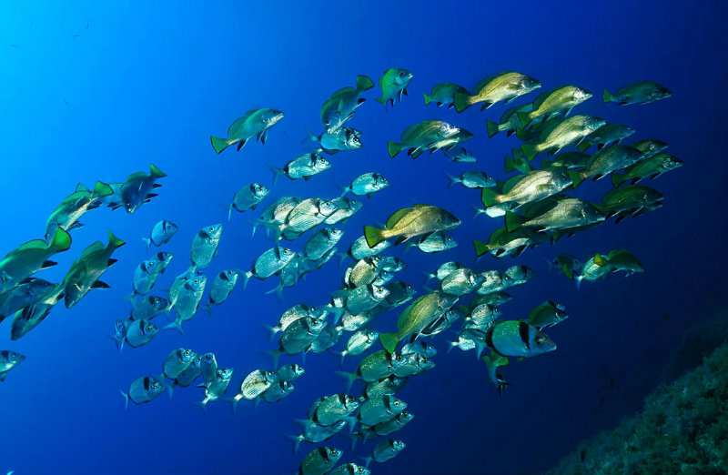 COMPROVACIONS SUBMARINES 3_foto Nando Darder