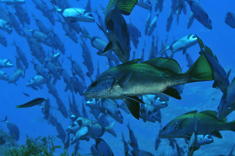 COMPROVACIONS SUBMARINES 4_foto Nando Darder