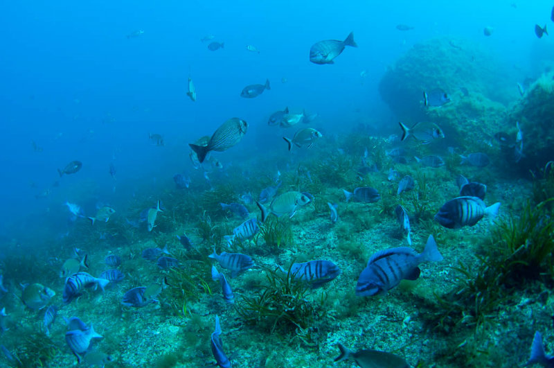 COMPROVACIONS SUBMARINES 9_Foto Nando Darder