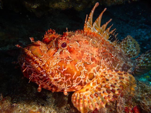 COMPROVACIONS SUBMARINES 12