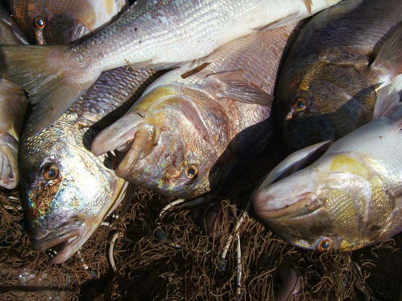 Control Pesca Professional 3