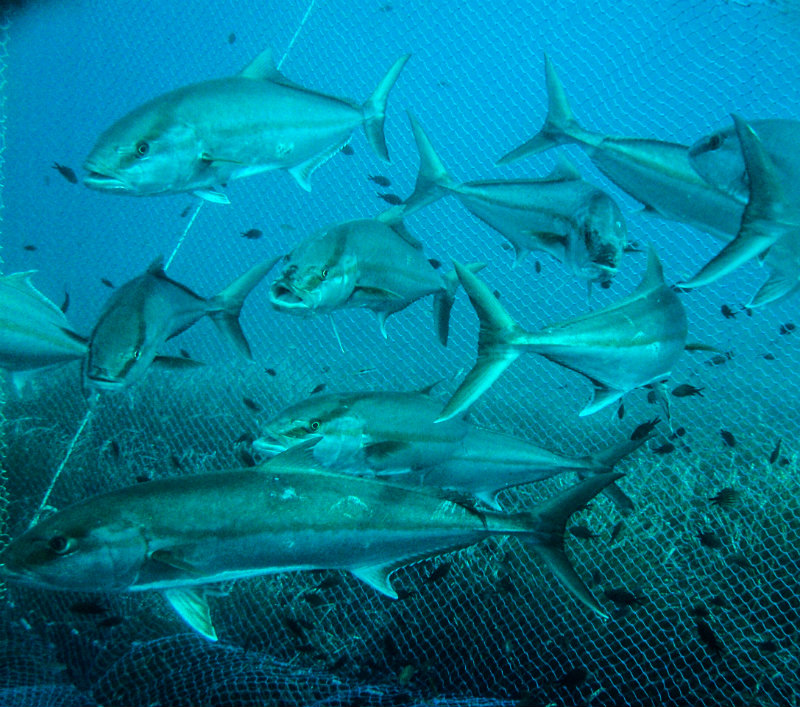 Control Pesca Professional 8