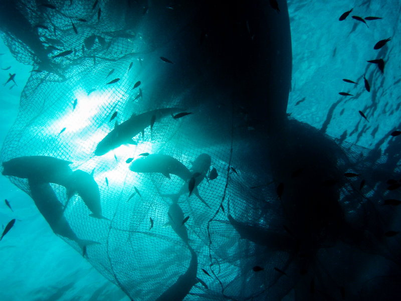 Control Pesca Professional 9