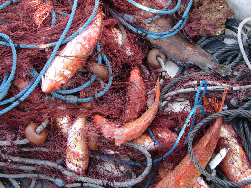 Control Pesca Professional 11