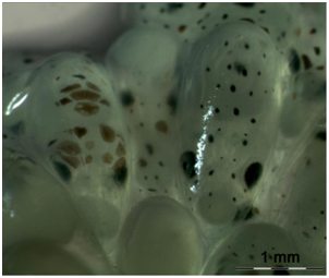 Ous a un estadio avanzado: XVIII. El vitel se ha redu&iuml;t.