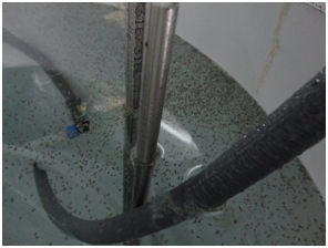 Diferents moments de la incubaci&oacute;, eclosi&oacute; i sembra en tancs.