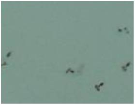 Paralarves de pop als tancs de cultiu en condicions d'aig&uuml;es clares.