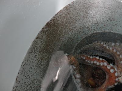 Diferents moments de la incubaci&oacute;, eclosi&oacute; i sembra en tancs.