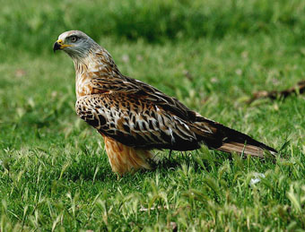 &aacute;guila marina. JPG