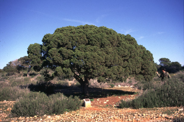 Savina_de su valla dalladins.jpg