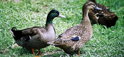 &Agrave;nnera mallorquina - Car&agrave;cters generals