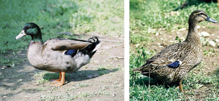 &Agrave;nnera mallorquina - Caracter&iacute;stiques m&eacute;s destacades