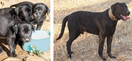 Ca de bestiar - Caracter&iacute;stiques m&eacute;s destacades