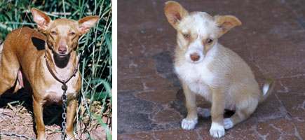 Ca de conills de Menorca - Caracter&iacute;stiques m&eacute;s destacades