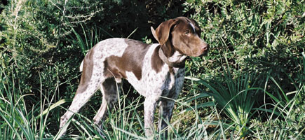 Ca m&egrave; mallorqu&iacute; - Caracter&iacute;stiques m&eacute;s destacades