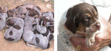 Ca m&egrave; mallorqu&iacute; - Or&iacute;gens