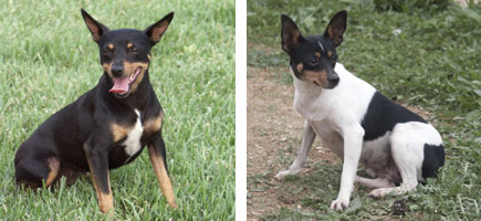 Ca rater mallorqu&iacute; - Or&iacute;gens