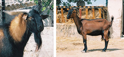 Cabra mallorquina - Caracter&iacute;stiques m&eacute;s destacades