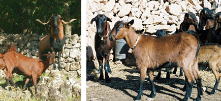 Cabra mallorquina - Or&iacute;gens