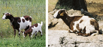 Cabra piti&uuml;sa - Or&iacute;gens