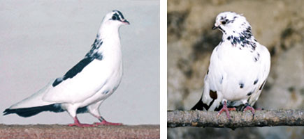 Colom Borino - Caracter&iacute;stiques m&eacute;s destacades