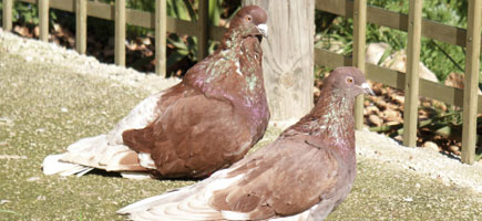 Colom de Casta Grossa - Dades generals
