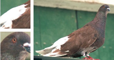 Colom de Casta Grossa - Galeria - Imatge 01