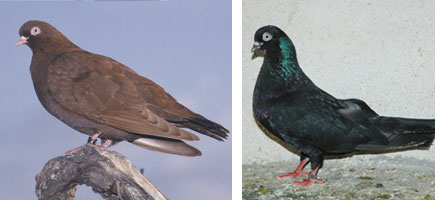 Colom de Pinta o d'Esbart - Caracter&iacute;stiques m&eacute;s destacades