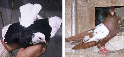 Colom de Pinta o d'Esbart - Or&iacute;gens