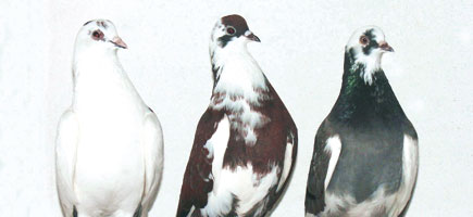 Colom d'Escampadissa - Car&agrave;cters generals