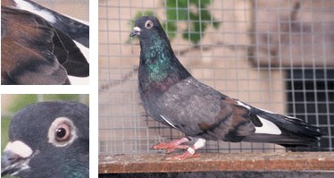 Colom d'Escampadissa - Galeria - Imatge 01