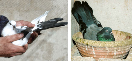 Colom d'Escampadissa - Or&iacute;gens