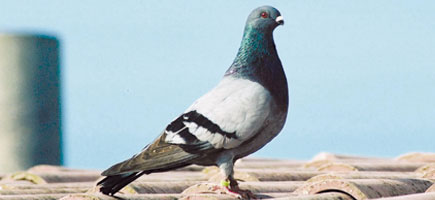 Colom Gavatxut - Car&agrave;cters generals