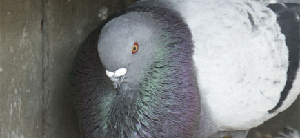 Colom Gavatxut - Dades generals