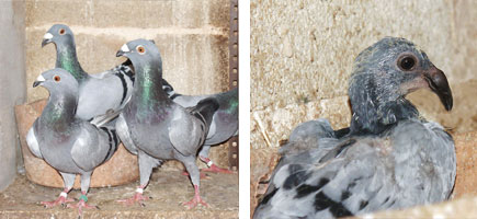 Colom Nas de Xot - Or&iacute;gens