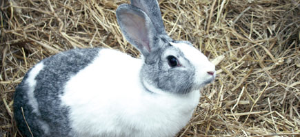 Conill pag&egrave;s d'Eivissa - Car&agrave;cters generals