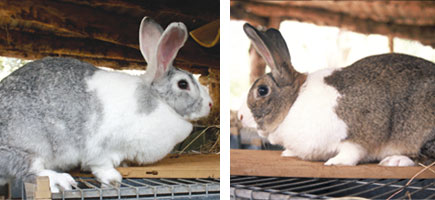 Conill pag&egrave;s d'Eivissa - Caracter&iacute;stiques m&eacute;s destacades