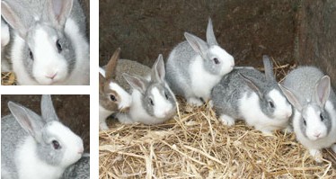 Conill pag&egrave;s d'Eivissa - Galeria - Imatge 01