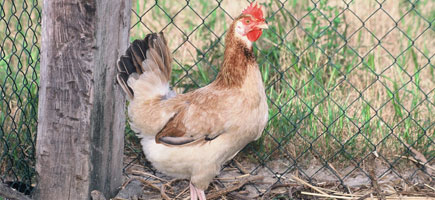 Gallina de Mallorca - Dades generals