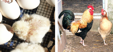 Gallina de Mallorca - Or&iacute;gens