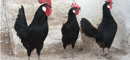 Gallina de Menorca - Car&agrave;cters generals