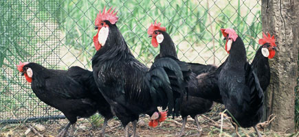 Gallina de Menorca - Dades generals