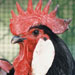 Gallina de Menorca - Galeria - Icona 04
