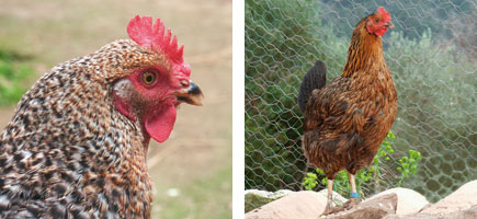 Gallina d'Eivissa - Or&iacute;gens