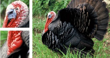 Indiot mallorqu&iacute; - Galeria - Imatge 01