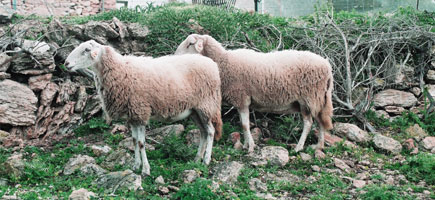 Vaca mallorquina - Dades generals