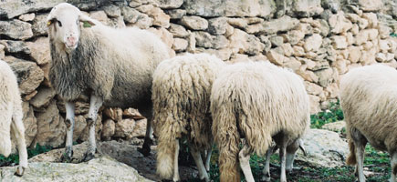 Ovella eivissenca - Car&agrave;cters generals