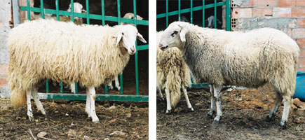 Ovella eivissenca - Caracter&iacute;stiques m&eacute;s destacades